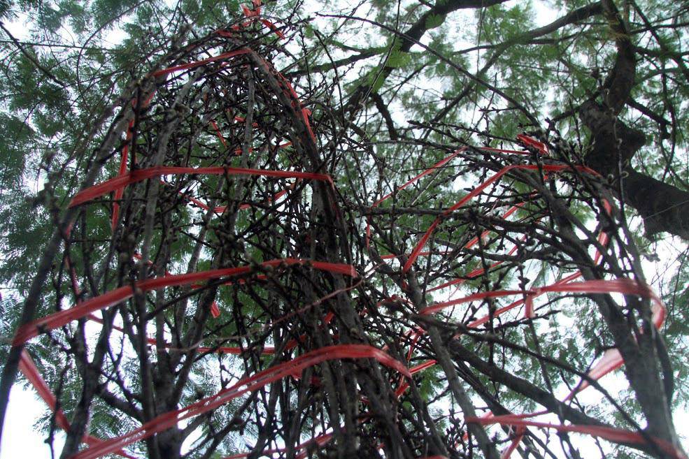 Đào rừng cổ giá cả triệu đồng rộn ràng khắp phố Hà Nội phục vụ Tết Nguyên đán - 7