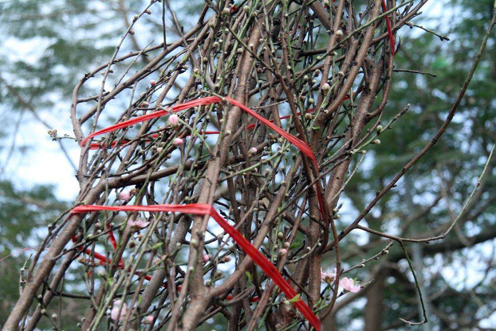 Đào rừng cổ giá cả triệu đồng rộn ràng khắp phố Hà Nội phục vụ Tết Nguyên đán - 5