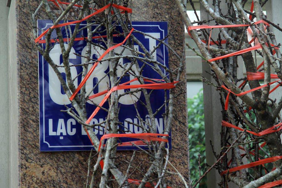 Đào rừng cổ giá cả triệu đồng rộn ràng khắp phố Hà Nội phục vụ Tết Nguyên đán - 6