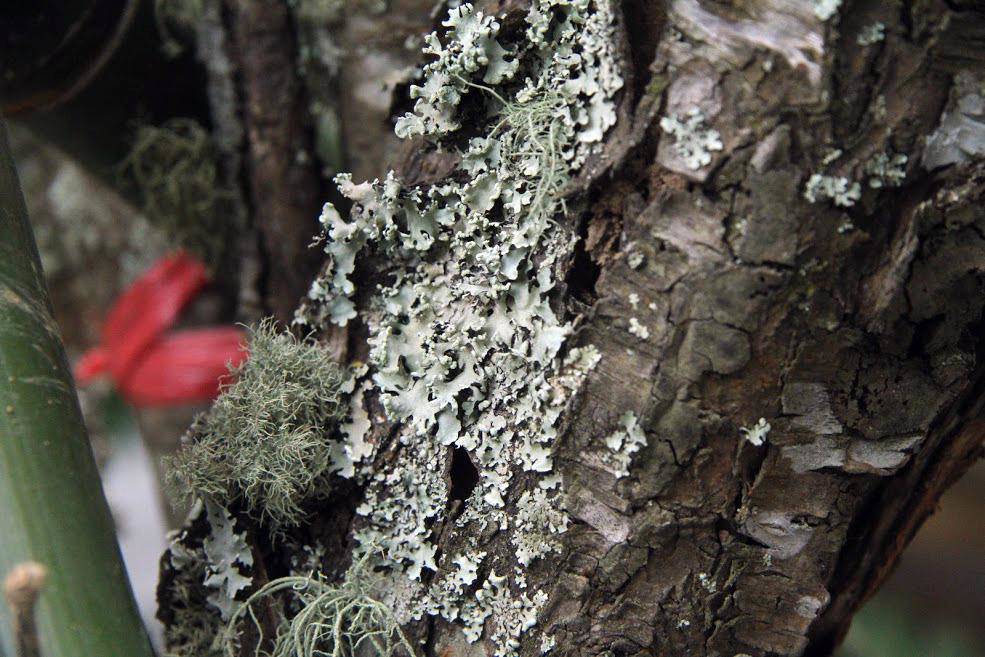 Đào rừng cổ giá cả triệu đồng rộn ràng khắp phố Hà Nội phục vụ Tết Nguyên đán - 11