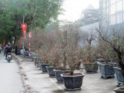 Tin tức - Đào rừng cổ giá cả triệu đồng rộn ràng khắp phố Hà Nội phục vụ Tết Nguyên đán