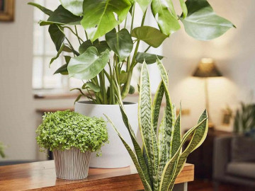 Tuổi Hợi hợp cây gì? Năm 2020 chọn cây nào để tiền vào đầy túi