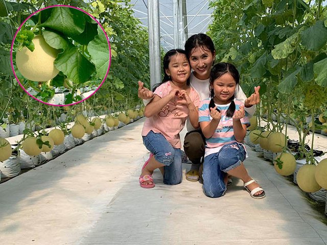 Ngoài biệt thự, diễn viên Nguyệt Ánh lại khoe nông trại dưa lưới trĩu quả khiến fan ghen tị