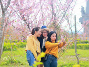 Xem ăn chơi - Du khách ùn ùn lên cao nguyên Măng Đen ngắm mai anh đào nở sớm