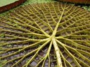 Xem ăn chơi - Cây có lá "siêu to khổng lồ", hoa đổi màu kì ảo, từng mọc dại, nay giá 2 triệu/cây