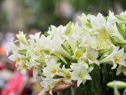 Sức khỏe - Gần Tết, chị em đi chợ mua hoa cẩn thận 7 loại hoa đẹp nhưng chứa chất độc nguy hiểm