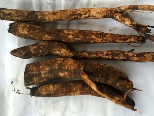 Tác dụng củ gai tươi cho bà bầu và phụ nữ sau sinh rất tốt