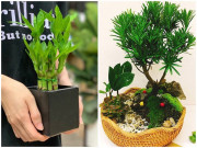 Nhà đẹp - Tuổi Dần hợp cây gì? Người tuổi Dần nên trồng cây gì để năm mới được bình an, may mắn