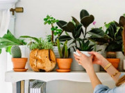 Nhà đẹp - Tuổi Mão hợp cây gì? Chọn cây cảnh phong thủy hợp với tử vi tuổi Mão năm 2020