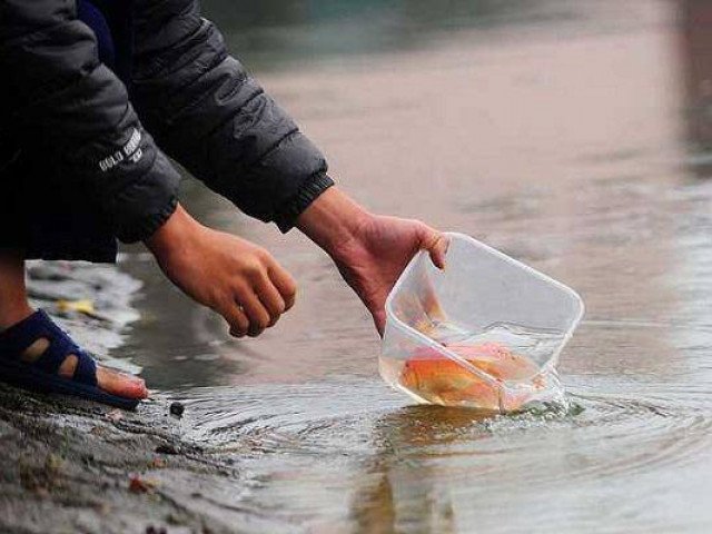 Cách thả cá chép cúng ông Công ông Táo sao cho ý nghĩa và linh thiêng nhất?