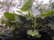 Sức khỏe - Củ ráy kết hợp chuối hột chữa bệnh gout và xương khớp rất tốt