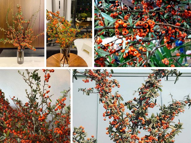 Tết 2020, chị em rộ mốt chơi hoa nhập khẩu giá rẻ, khoảng 200 ngàn 1 bó đẹp long lanh