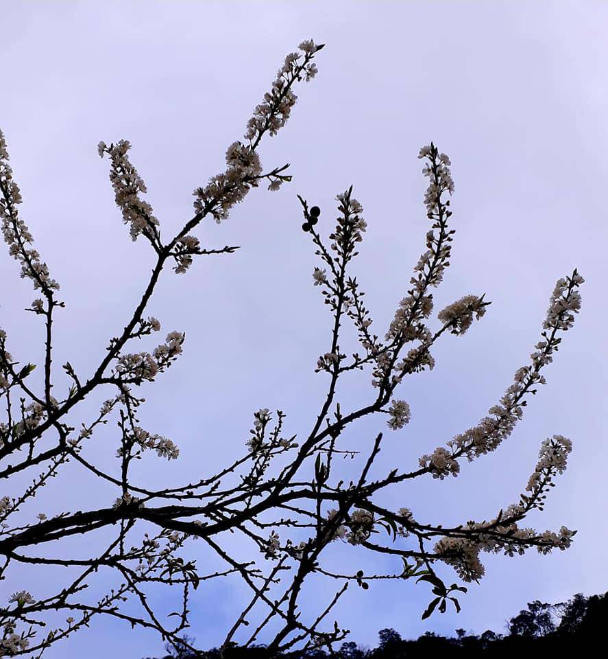 Ngỡ ngàng hoa mận nở trắng thung lũng Hang Kia - Pà Cò - 5