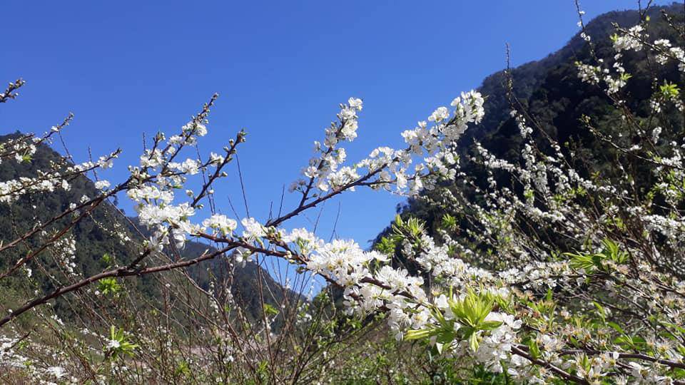 Ngỡ ngàng hoa mận nở trắng thung lũng Hang Kia - Pà Cò - 4