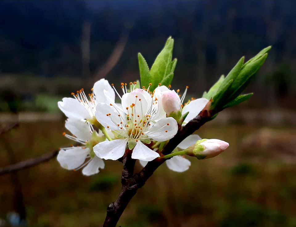 Ngỡ ngàng hoa mận nở trắng thung lũng Hang Kia - Pà Cò - 7
