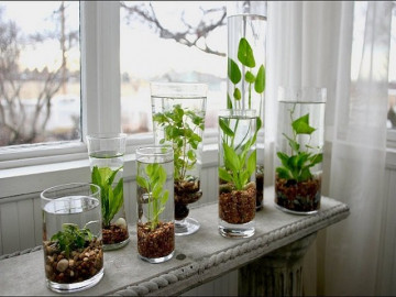 Tuổi Dậu hợp cây gì? Năm 2020 trồng cây gì trong nhà để được may mắn cả năm?