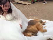 Clip Eva - "Sen" theo chồng bỏ cuộc chơi, chú chó cưng chạy 3km đến tận nhà trai rồi lăn ra ăn vạ