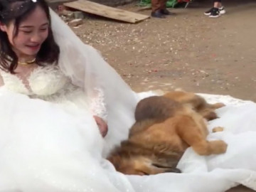 Sen theo chồng bỏ cuộc chơi, chú chó cưng chạy 3km đến tận nhà trai rồi lăn ra ăn vạ