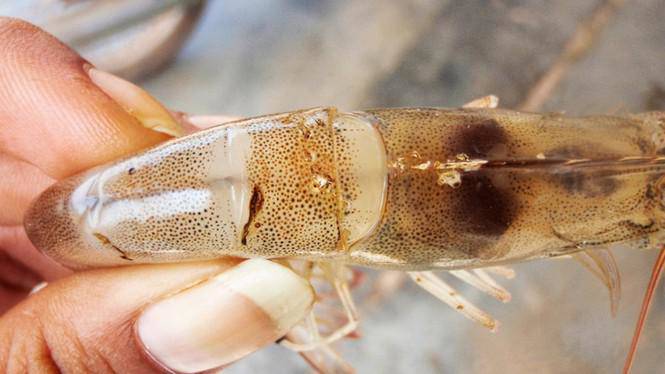 Ăn tôm cua cá cần biết những phần cực độc này để khỏi amp;#34;giếtamp;#34; cơ thể - 2