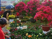 Nhà đẹp - Những loại hoa Tết người Sài Gòn thường mua để mang lại tài lộc, may mắn cả năm