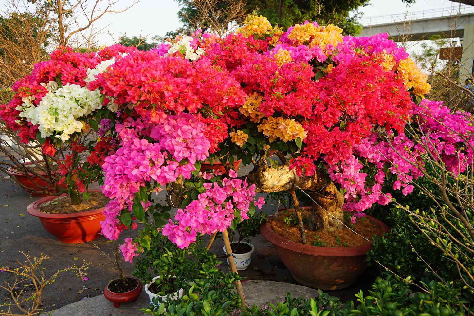 Những loại hoa Tết người Sài Gòn thường mua để mang lại tài lộc, may mắn cả năm - 8