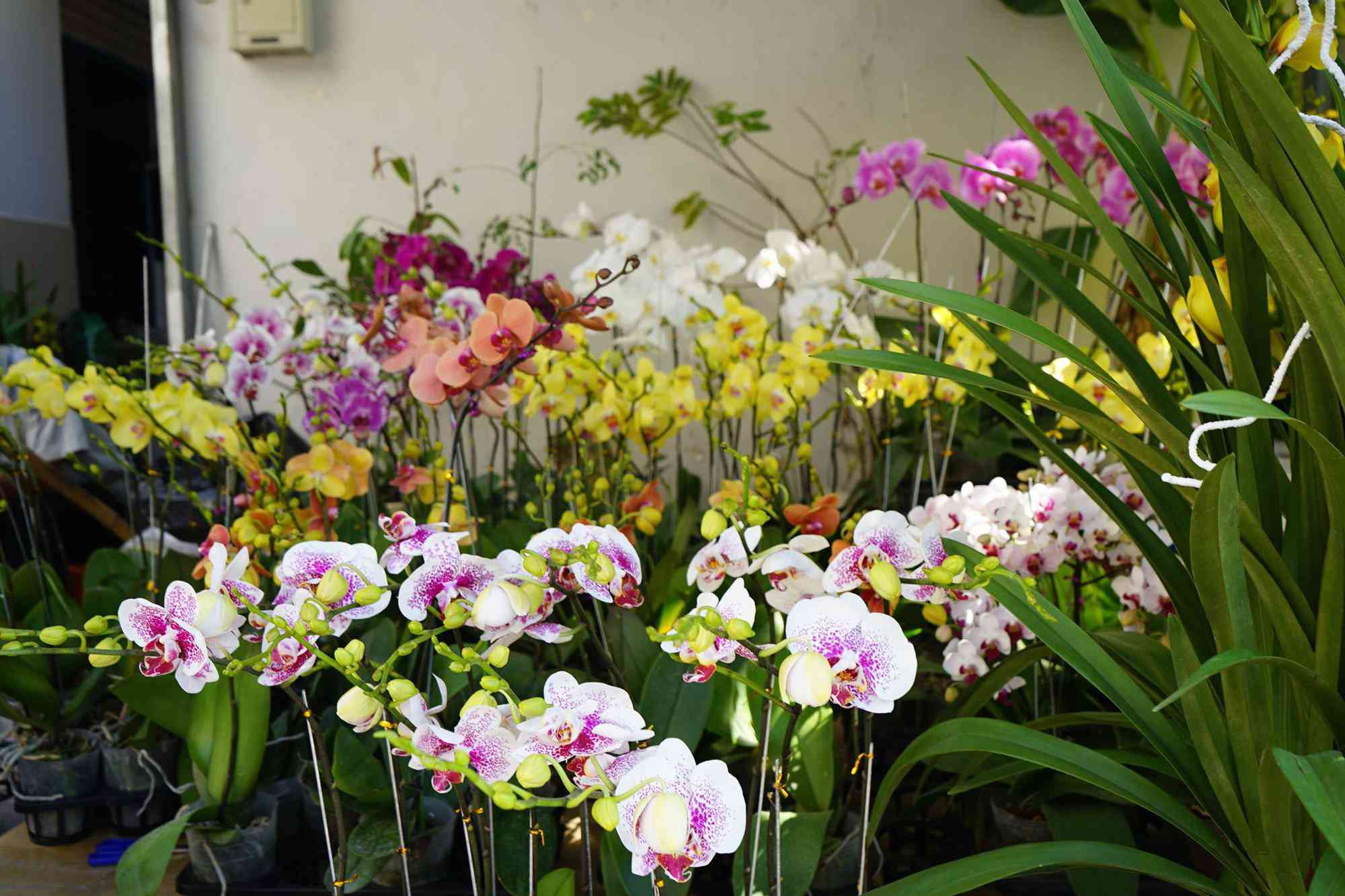 Những loại hoa Tết người Sài Gòn thường mua để mang lại tài lộc, may mắn cả năm - 10