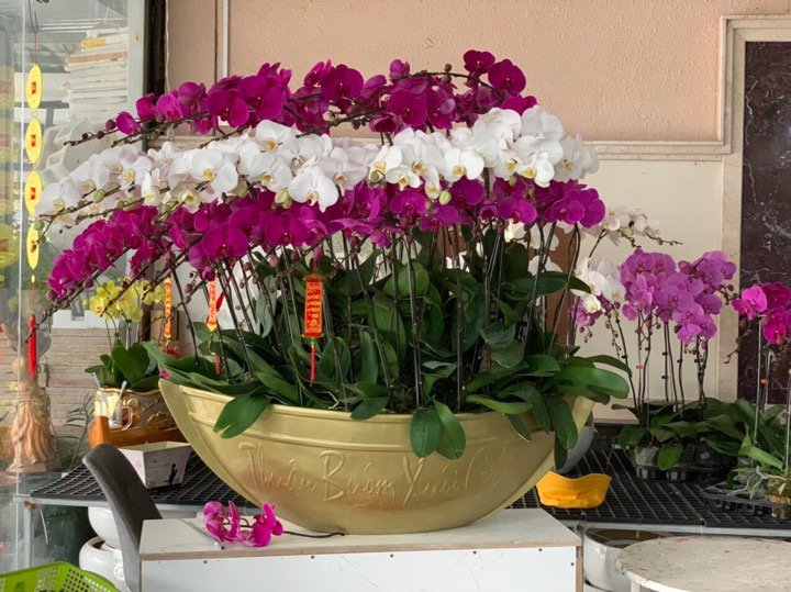 Những loại hoa Tết người Sài Gòn thường mua để mang lại tài lộc, may mắn cả năm - 11