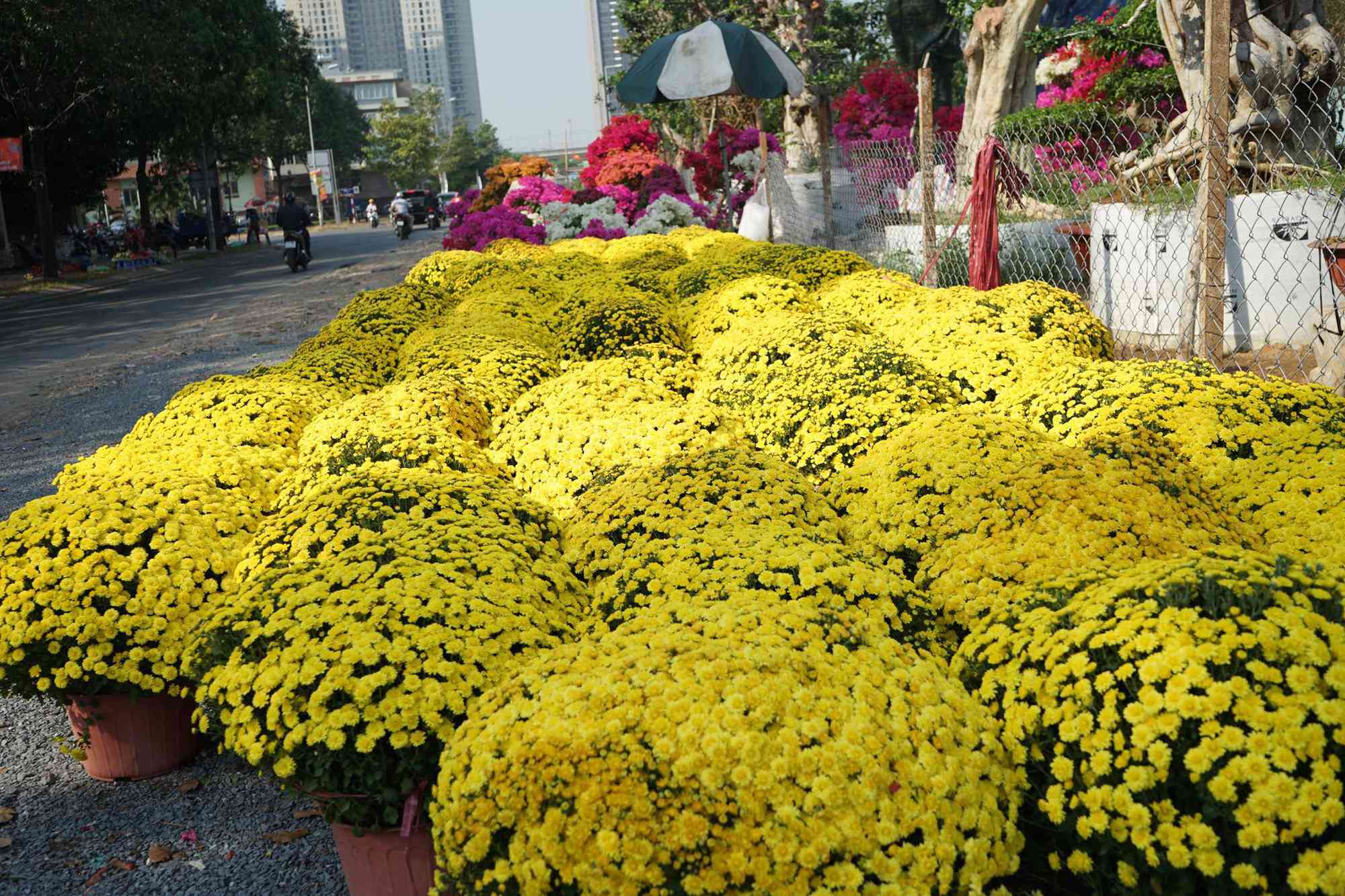 Những loại hoa Tết người Sài Gòn thường mua để mang lại tài lộc, may mắn cả năm - 13