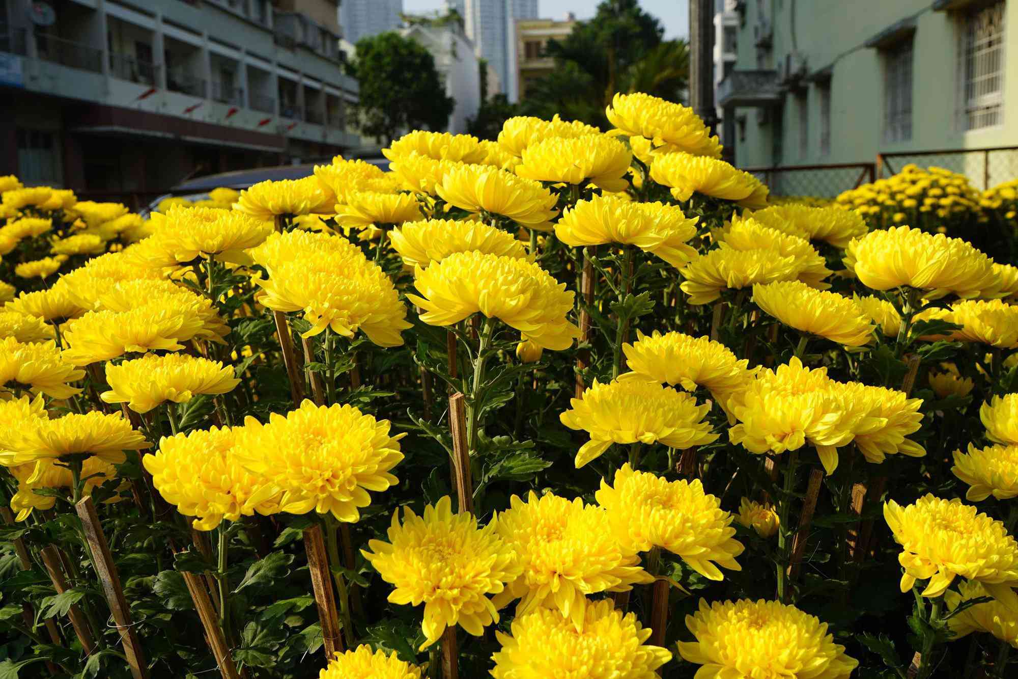 Những loại hoa Tết người Sài Gòn thường mua để mang lại tài lộc, may mắn cả năm - 14