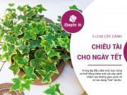 Clip Eva - Mua 5 loại cây này để trước cửa nhà ngày Tết thì tài lộc cả năm tràn đầy
