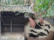 Tin tức - Năm Canh Tý, về nơi cúng thịt chuột trong đêm giao thừa: “Chúng tôi không thờ thần chuột”
