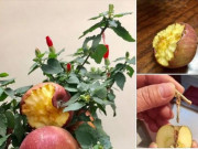 Tin tức - Mua cây cảnh trưng Tết 2020: Nhiều người "rước bực", mất tiền oan khi bị lừa ngoạn mục