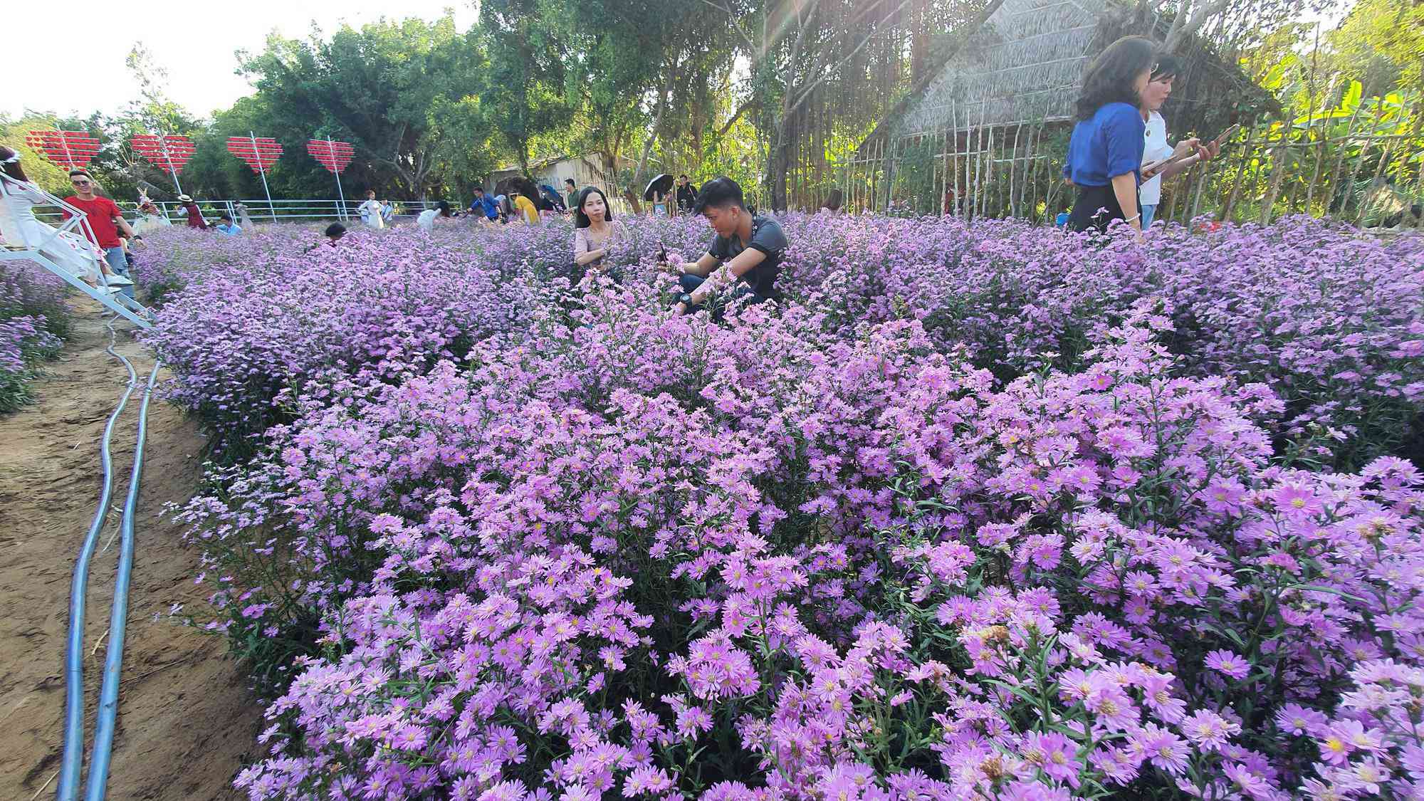 Không gian chụp ảnh tuyệt đẹp tại vườn hoa thạch thảo ở Tây Đô - 8