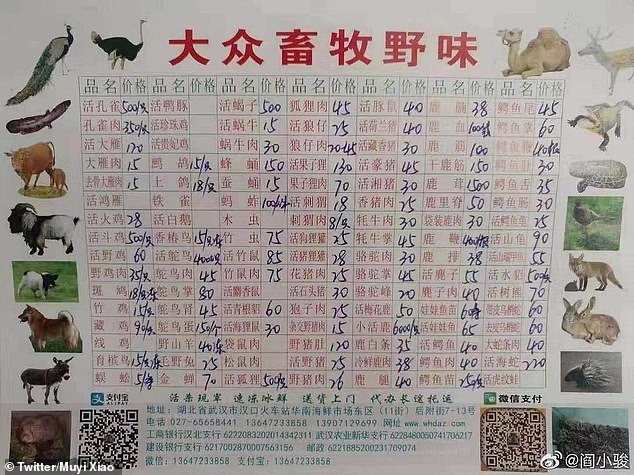 Rắn và dơi có thể là nguồn gốc của virus corona đang gây khuynh đảo thế giới - 1