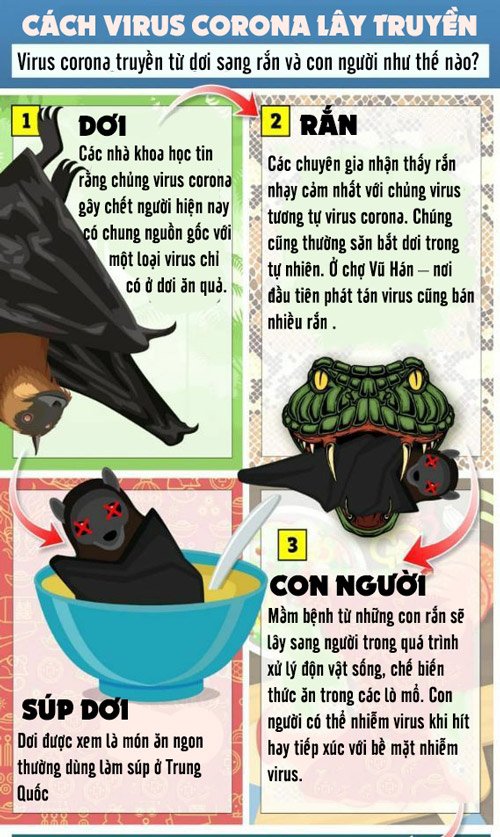 Rắn và dơi có thể là nguồn gốc của virus corona đang gây khuynh đảo thế giới - 3