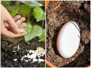 Nhà đẹp - Chôn một quả trứng xuống vườn nhà, kết quả nhận được sẽ khiến nhiều người ngỡ ngàng