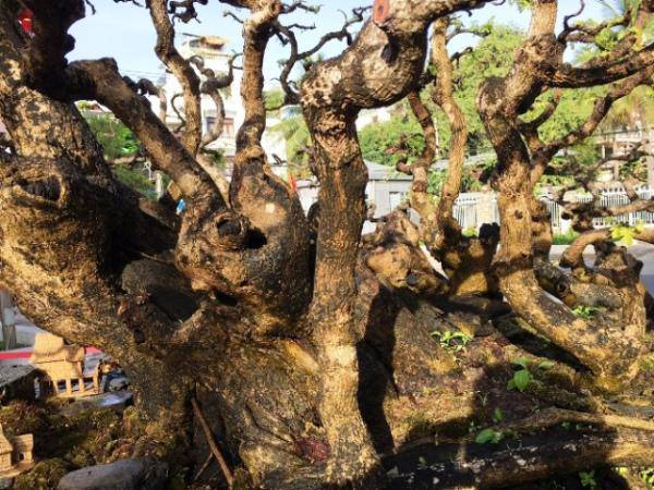 Những cụ me 100 tuổi siêu đẹp, siêu độc ở Nha Trang - 1