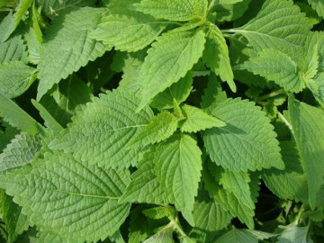 Trẻ bị rôm sảy nên tắm lá gì nhanh hết mẩn đỏ, ngứa ngáy?