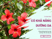 Làm đẹp - Nhà trồng 5 loại hoa này là bạn có sẵn những loại kem dưỡng da cực đỉnh