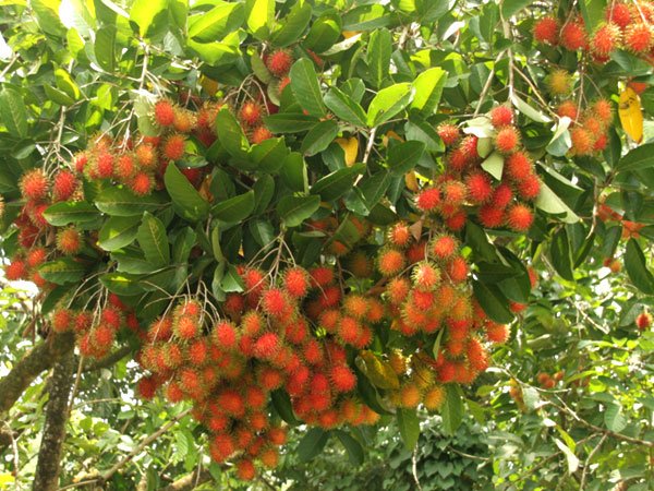 phu nu khong muon tu cung bi "ban", nhung thuc pham nay giup giai doc va nuoi duong tu cung - 3