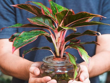 Cây phú quý hợp mệnh gì? Người nào nên trồng cây phú quý trong nhà?