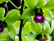 Xem ăn chơi - Loại hoa cực hiếm, 5 năm mới nở, giá một cây gần 5 tỷ, đại gia cũng khó mua