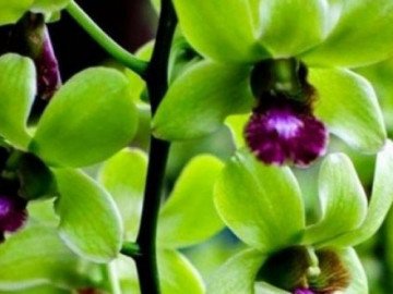 Loại hoa cực hiếm, 5 năm mới nở, giá một cây gần 5 tỷ, đại gia cũng khó mua