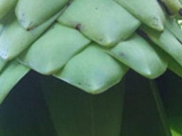 Cây lạ sống kiếp cô đơn không đẻ con, trước mọc hoang nay giúp đẻ tiền