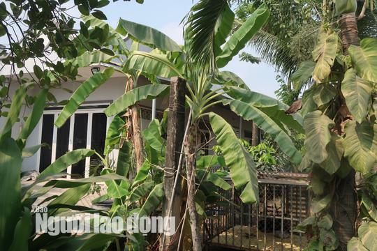 Tin tức 24h: Cận cảnh nhiều người đột nhập vào nhà hoang nơi Tuấn khỉ từng ẩn náu - 16