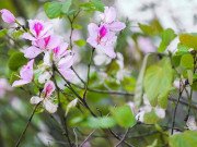 Xem ăn chơi - Ngắm hoa ban Tây Bắc nở bung rực rỡ, đẹp nao lòng giữa phố Hà Nội