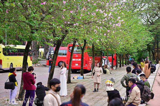 Ngắm hoa ban Tây Bắc nở bung rực rỡ, đẹp nao lòng giữa phố Hà Nội - 1