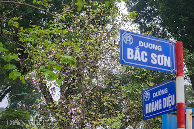 Ngắm hoa ban Tây Bắc nở bung rực rỡ, đẹp nao lòng giữa phố Hà Nội - 3