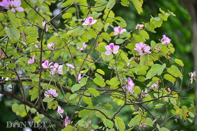 Ngắm hoa ban Tây Bắc nở bung rực rỡ, đẹp nao lòng giữa phố Hà Nội - 2