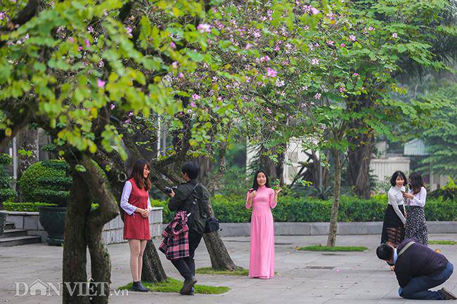 Ngắm hoa ban Tây Bắc nở bung rực rỡ, đẹp nao lòng giữa phố Hà Nội - 4